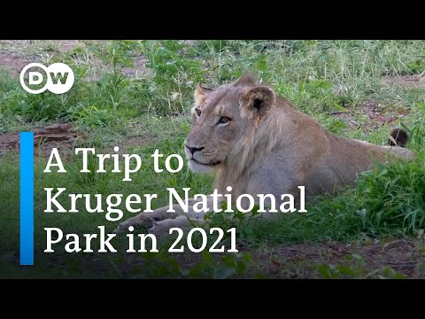 The Kruger National Park During the Pandemic | South Africa's Tourism Industry and the Pandemic