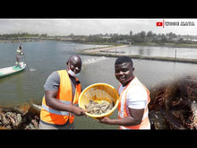 Load and play video in Gallery viewer, West Africa&#39;s Biggest Shrimp Farm(2000 Acres) In Ghana
