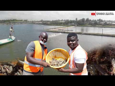 West Africa's Biggest Shrimp Farm(2000 Acres) In Ghana