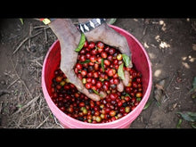 Load and play video in Gallery viewer, How Coffee Is Grown in Tanzania (Mondul Coffee Estates near Kilimanjaro)
