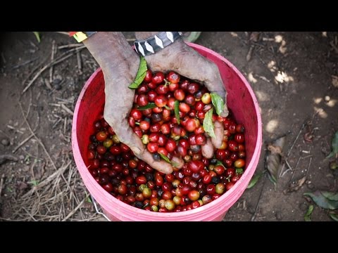 How Coffee Is Grown in Tanzania (Mondul Coffee Estates near Kilimanjaro)