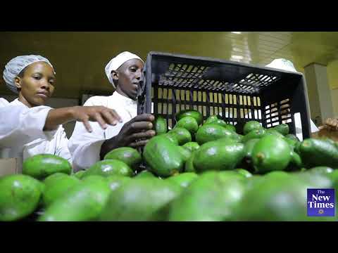 Rwanda: Fruit; vegetable exports offer huge benefits; employment