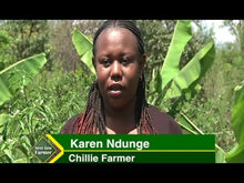 Load and play video in Gallery viewer, Growing Chillie in Kenya for export
