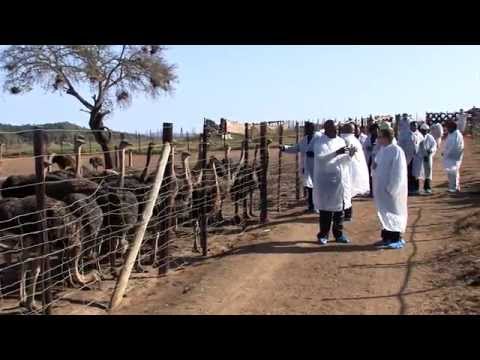 KKGTT - Small Scale Ostrich Farming in South Africa