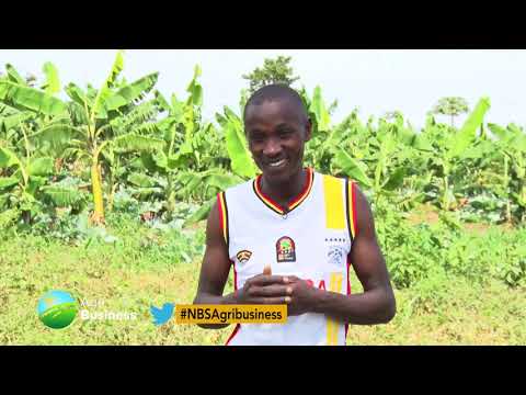 NBS Agri Business  : Commercial Tomato Production in Nakaseke
