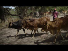 Load and play video in Gallery viewer, Sand Dams, retaining rainwater in Kenya
