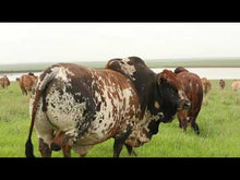 Load and play video in Gallery viewer, The Boran God&#39;s Gift to Cattlemen - From Africa for Africa
