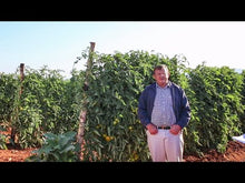 Load image into Gallery viewer, Growing Tomatoes with Drip in South Africa: Netafim Customer Testimonial
