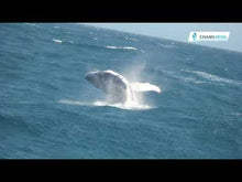 Load image into Gallery viewer, My Magical Kenya EP1: Whale Watching in Watamu
