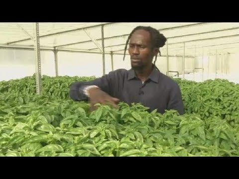 South African urban farmers grow herbs and crops on rooftops