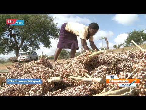 The Chamwada Report : Benefits of Climate Smart Agriculture