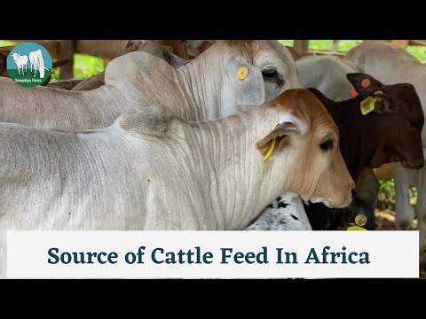 How to Feed You Cows In Africa