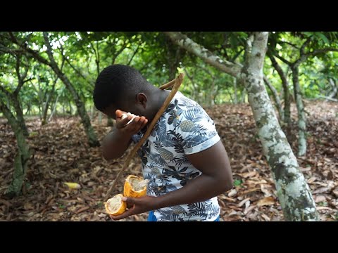 Inside My Father's 50 Acres Cocoa Farm In Ghana!