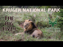 Load and play video in Gallery viewer, Kruger National Park | December 2020 | Part 1
