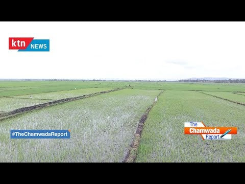 The Chamwada Report: The Future of Rice Farming in Kenya