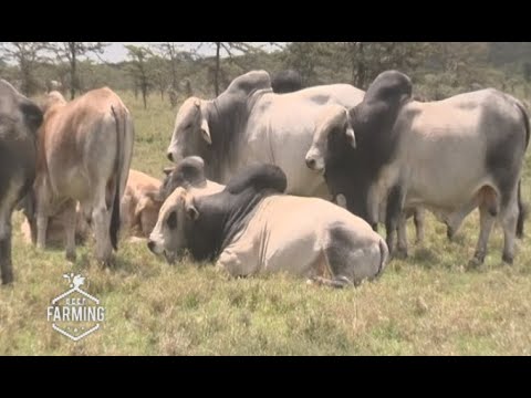 Beef farming and livestock management.
