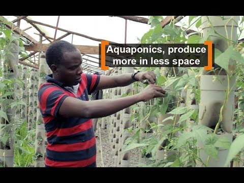 Kenya: Aquaponics, produce more in less space