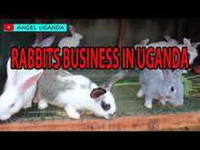 Load and play video in Gallery viewer, RABBIT BUSINESS IN UGANDA

