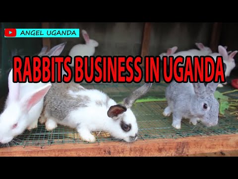RABBIT BUSINESS IN UGANDA