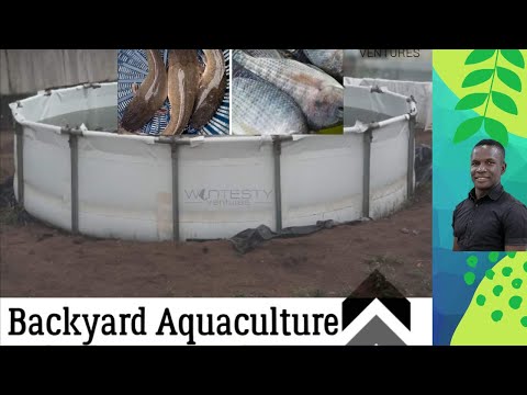 How to start commercial backyard fish farming -The WONTESTY Story
