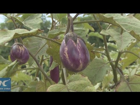 Chinese technology boosts farming in Ghana