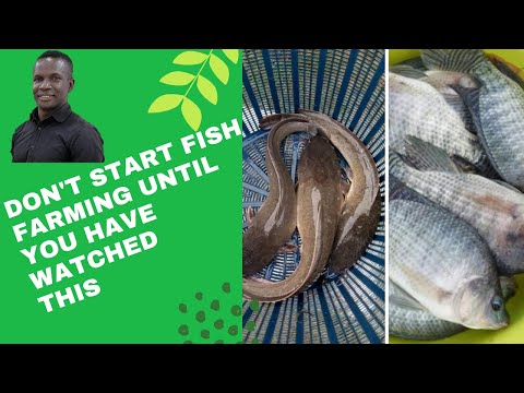 How to start your Fish Farming