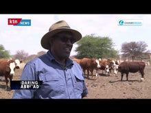 Load and play video in Gallery viewer, Why Kathurima is shining in beef farming in Botswana
