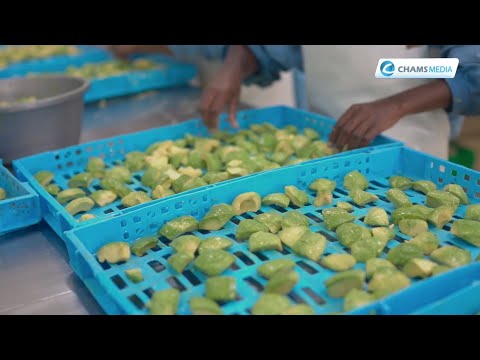 Kenya To The World; Exporting Kenya's Frozen Avocados: A First for Africa.