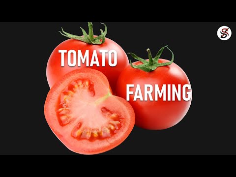 Tomato Farming in Nigeria & how to make money