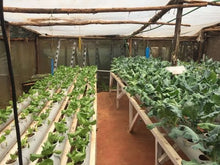 Load and play video in Gallery viewer, Hydroponics farming system in Kenya - part 2
