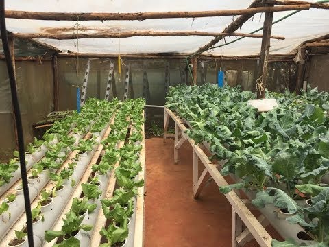 Hydroponics farming system in Kenya - part 2