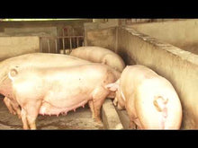 Load and play video in Gallery viewer, Rebranding Pig Farming in Ghana - Joy Business Van
