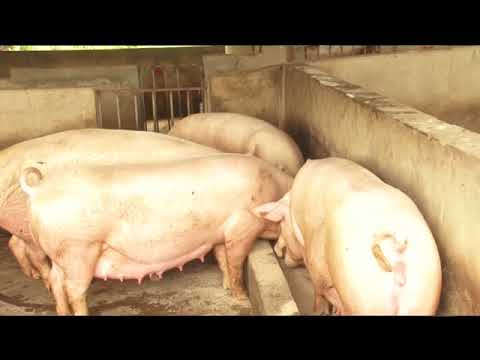 Rebranding Pig Farming in Ghana - Joy Business Van