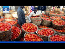 Load and play video in Gallery viewer, Problems Of Tomato Farming In Nigeria; And How To Overcome Them - Analyst

