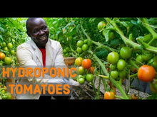 Load and play video in Gallery viewer, How To Harvest 500kgs of Hydroponic Tomatoes Per Week in Africa
