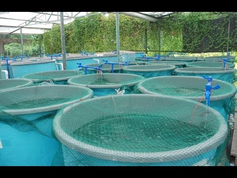 The game changer for fish farming.