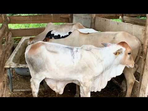 How to start a cattle farm - Episode 6- Tagging cattles