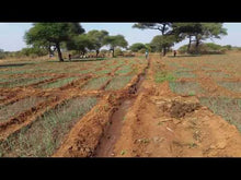 Load and play video in Gallery viewer, The Onion Farm in Tanzania
