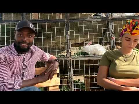 How to start a cattle farm - Episode 3 - Breeds, costs & market in Ghana