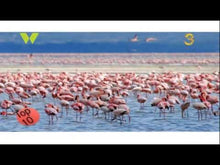Load and play video in Gallery viewer, Top 10 tourist attraction sites in Kenya.
