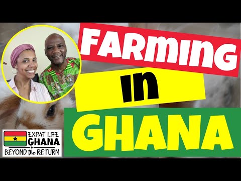 Farming Business in Ghana (Business Ideas in Ghana) | Duck Farming in Africa