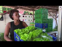 Load and play video in Gallery viewer, Mwamy Mlangwa; hydroponic farmer in Tanzania
