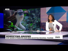 Load and play video in Gallery viewer, How Ghana&#39;s cheeky monkeys are helping to boost eco-tourism
