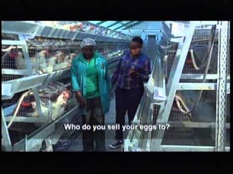 Living Land - Episode 21: Egg Production