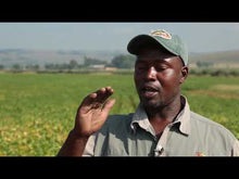 Load and play video in Gallery viewer, South African farmer Solomon Mahalngu
