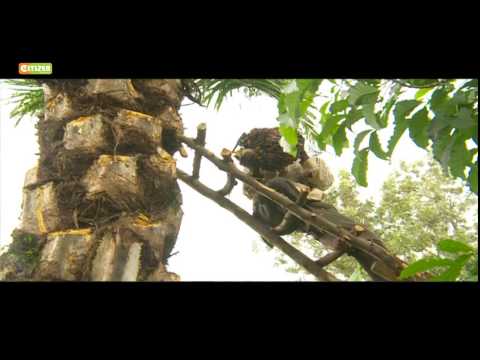 Smart Farm - Oil Palm Tree Farming