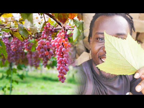 GRAPES GROWS IN SEKONDI TAKORADI, GHANA WEST AFRICA - A MIRACLE.