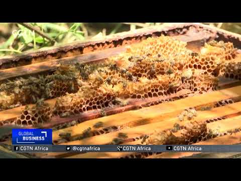 South African turns a bee-keeping initiative into a profitable venture